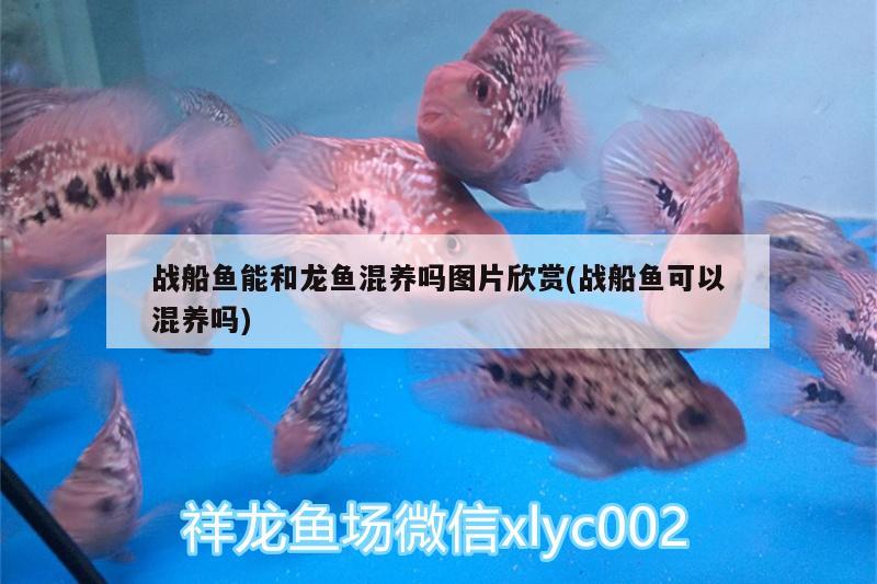 戰(zhàn)船魚能和龍魚混養(yǎng)嗎圖片欣賞(戰(zhàn)船魚可以混養(yǎng)嗎)