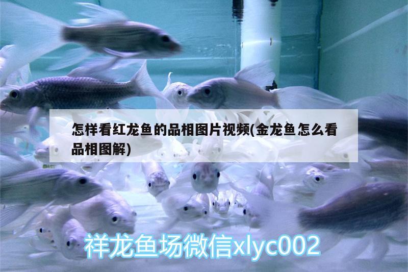 怎樣看紅龍魚的品相圖片視頻(金龍魚怎么看品相圖解)