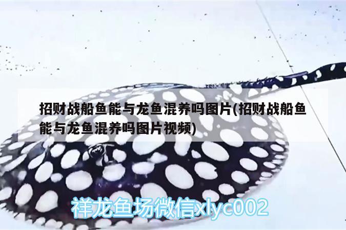 招財(cái)戰(zhàn)船魚(yú)能與龍魚(yú)混養(yǎng)嗎圖片(招財(cái)戰(zhàn)船魚(yú)能與龍魚(yú)混養(yǎng)嗎圖片視頻)