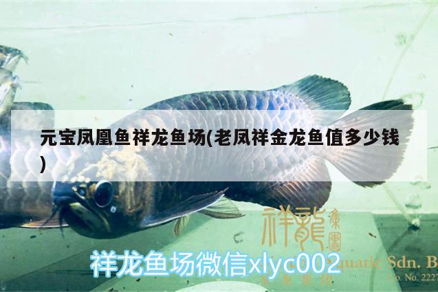 元寶鳳凰魚祥龍魚場(老鳳祥金龍魚值多少錢) 進口元寶鳳凰魚