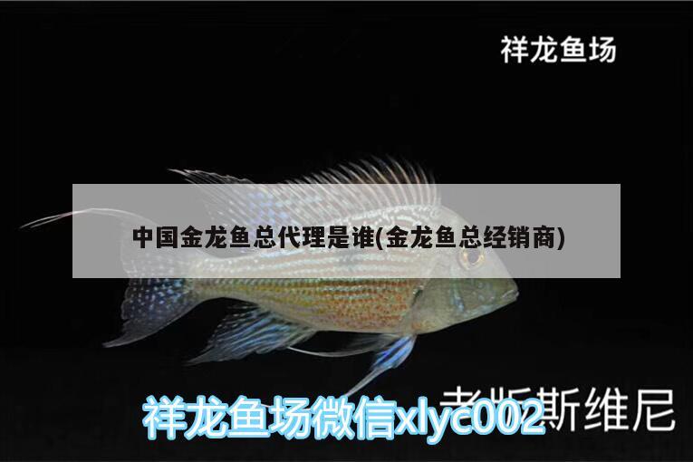 中國(guó)金龍魚總代理是誰(金龍魚總經(jīng)銷商) 金頭過背金龍魚