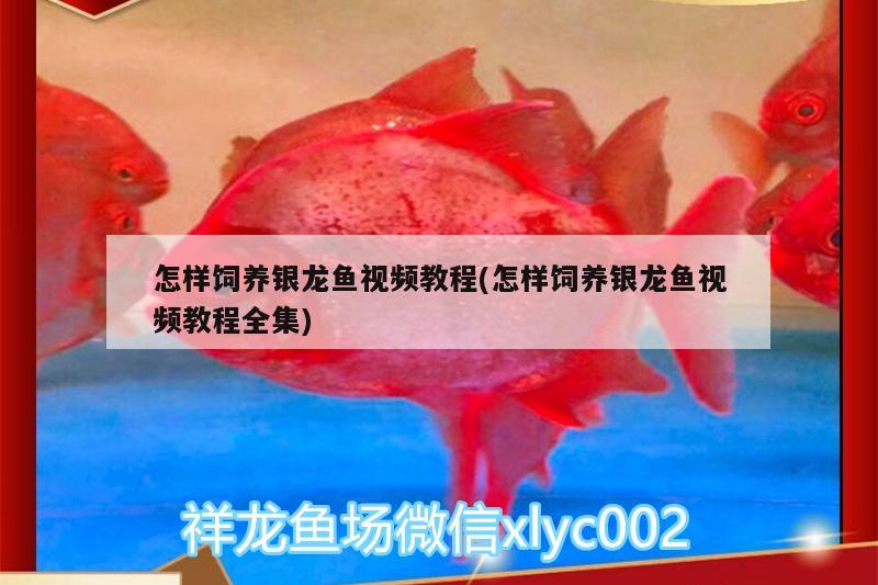 怎樣飼養(yǎng)銀龍魚視頻教程(怎樣飼養(yǎng)銀龍魚視頻教程全集)