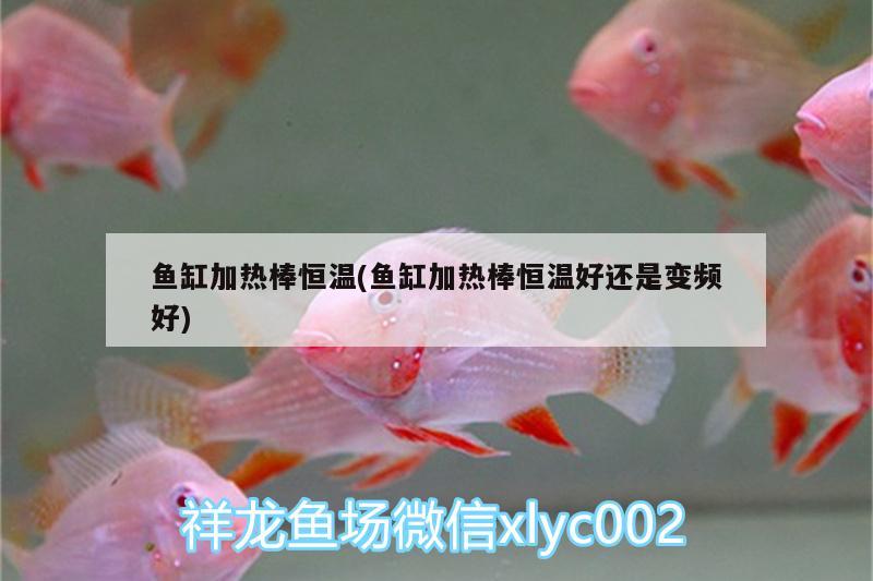 魚缸加熱棒恒溫(魚缸加熱棒恒溫好還是變頻好)