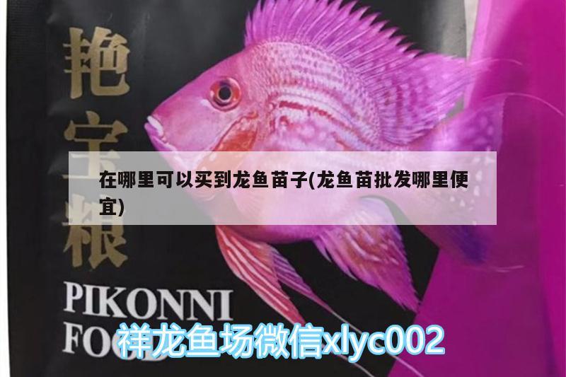 在哪里可以買到龍魚苗子(龍魚苗批發(fā)哪里便宜) 夢幻雷龍魚