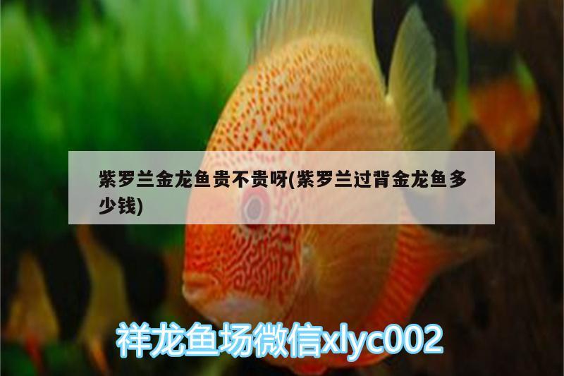 紫羅蘭金龍魚貴不貴呀(紫羅蘭過背金龍魚多少錢)