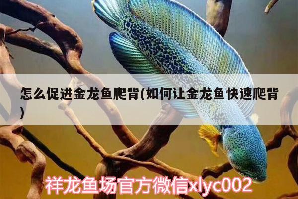 怎么促進金龍魚爬背(如何讓金龍魚快速爬背)