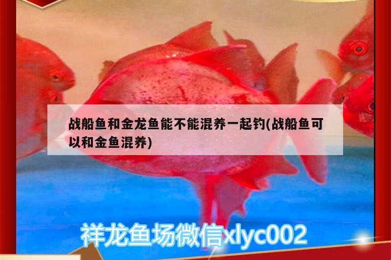 戰(zhàn)船魚和金龍魚能不能混養(yǎng)一起釣(戰(zhàn)船魚可以和金魚混養(yǎng)) 垂釣樂園