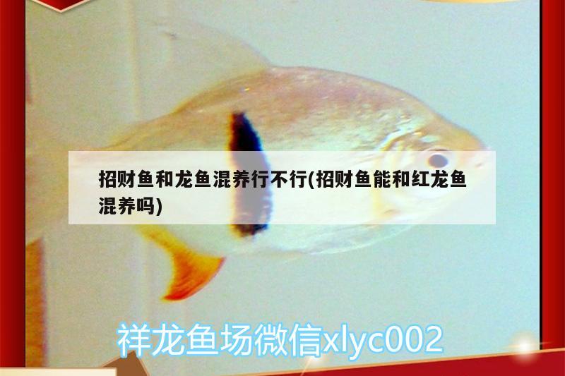 招財(cái)魚和龍魚混養(yǎng)行不行(招財(cái)魚能和紅龍魚混養(yǎng)嗎)