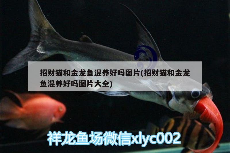 招財(cái)貓和金龍魚(yú)混養(yǎng)好嗎圖片(招財(cái)貓和金龍魚(yú)混養(yǎng)好嗎圖片大全) 細(xì)線銀版魚(yú)