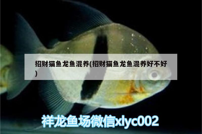 招財(cái)貓魚龍魚混養(yǎng)(招財(cái)貓魚龍魚混養(yǎng)好不好) 南美異形觀賞魚