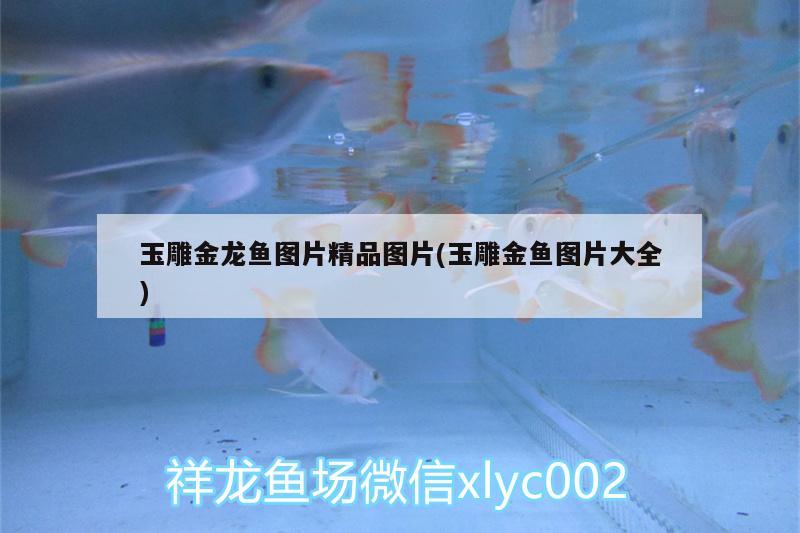 玉雕金龍魚圖片精品圖片(玉雕金魚圖片大全) 招財戰(zhàn)船魚