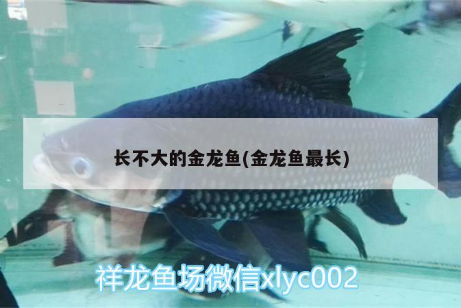 長不大的金龍魚(金龍魚最長)