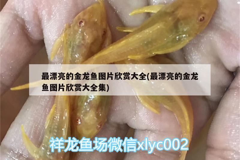 最漂亮的金龍魚圖片欣賞大全(最漂亮的金龍魚圖片欣賞大全集)