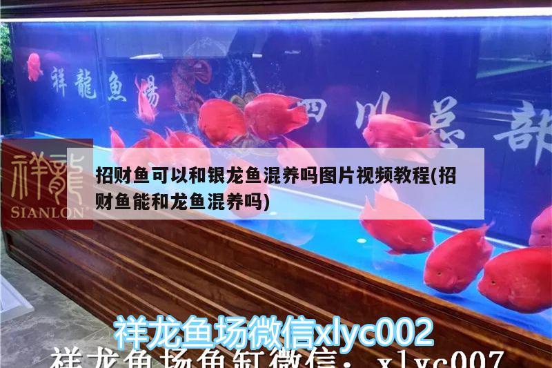 招財魚可以和銀龍魚混養(yǎng)嗎圖片視頻教程(招財魚能和龍魚混養(yǎng)嗎) 銀龍魚百科