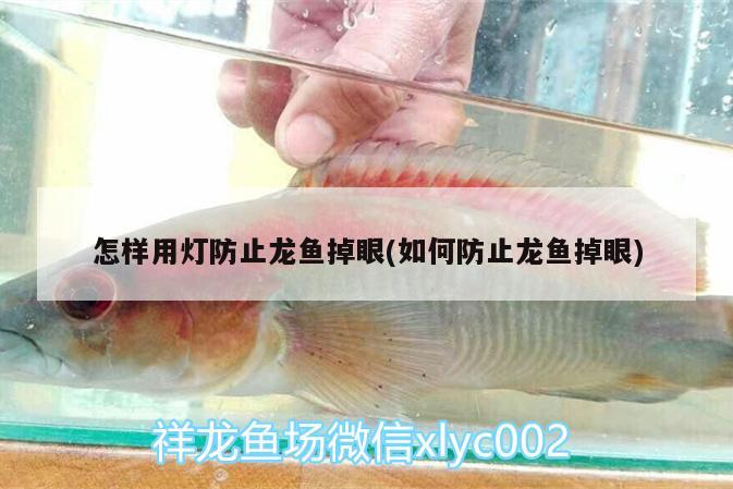 怎樣用燈防止龍魚掉眼(如何防止龍魚掉眼) 沖氧泵