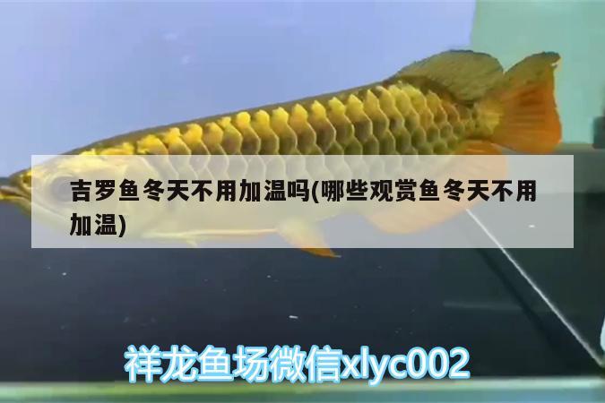 吉羅魚冬天不用加溫嗎(哪些觀賞魚冬天不用加溫) 祥禾Super Red紅龍魚