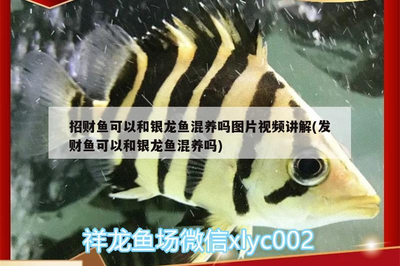 招財(cái)魚可以和銀龍魚混養(yǎng)嗎圖片視頻講解(發(fā)財(cái)魚可以和銀龍魚混養(yǎng)嗎)