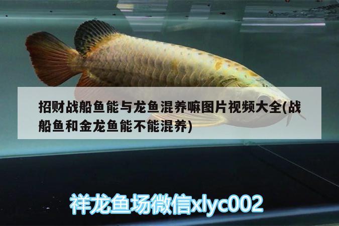 招財(cái)戰(zhàn)船魚能與龍魚混養(yǎng)嘛圖片視頻大全(戰(zhàn)船魚和金龍魚能不能混養(yǎng))