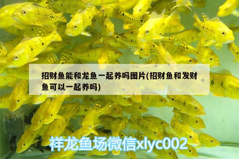 招財(cái)魚能和龍魚一起養(yǎng)嗎圖片(招財(cái)魚和發(fā)財(cái)魚可以一起養(yǎng)嗎) 魚缸凈水劑