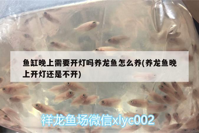 魚缸晚上需要開燈嗎養(yǎng)龍魚怎么養(yǎng)(養(yǎng)龍魚晚上開燈還是不開) 星點金龍魚