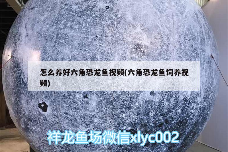 怎么養(yǎng)好六角恐龍魚視頻(六角恐龍魚飼養(yǎng)視頻) 祥龍水族濾材/器材