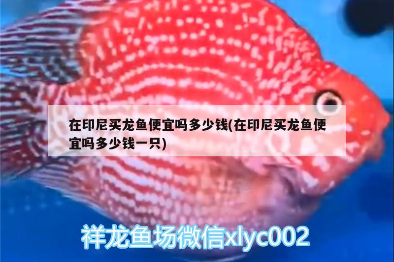 在印尼買龍魚便宜嗎多少錢(在印尼買龍魚便宜嗎多少錢一只)