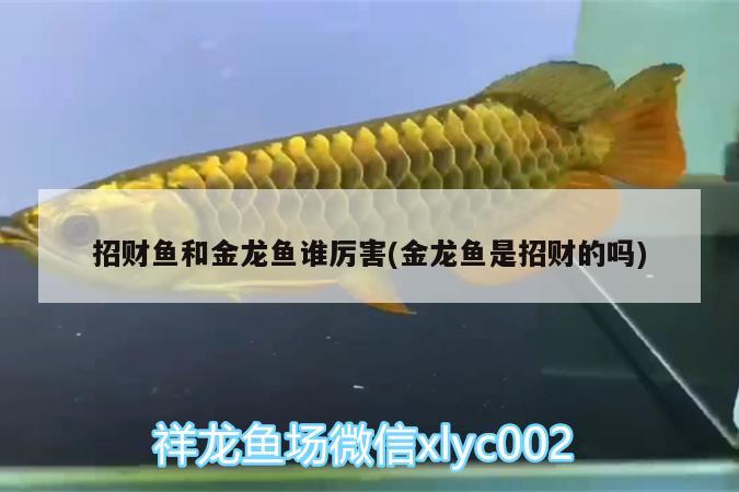 招財(cái)魚和金龍魚誰厲害(金龍魚是招財(cái)?shù)膯?