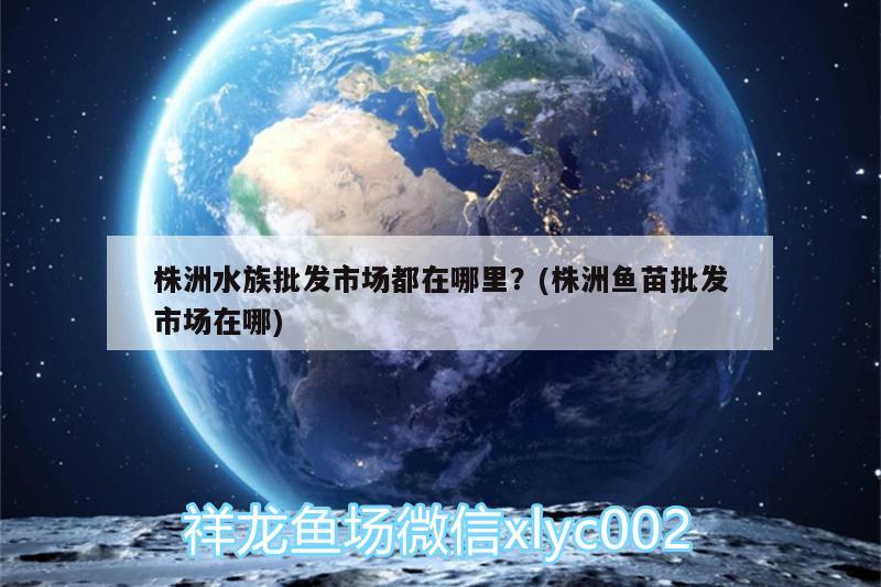 株洲水族批發(fā)市場都在哪里？(株洲魚苗批發(fā)市場在哪) 觀賞魚水族批發(fā)市場