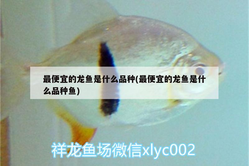 最便宜的龍魚是什么品種(最便宜的龍魚是什么品種魚) 孵化器