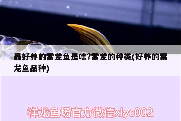 最好養(yǎng)的雷龍魚是啥?雷龍的種類(好養(yǎng)的雷龍魚品種)