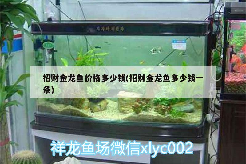 招財(cái)金龍魚價(jià)格多少錢(招財(cái)金龍魚多少錢一條)