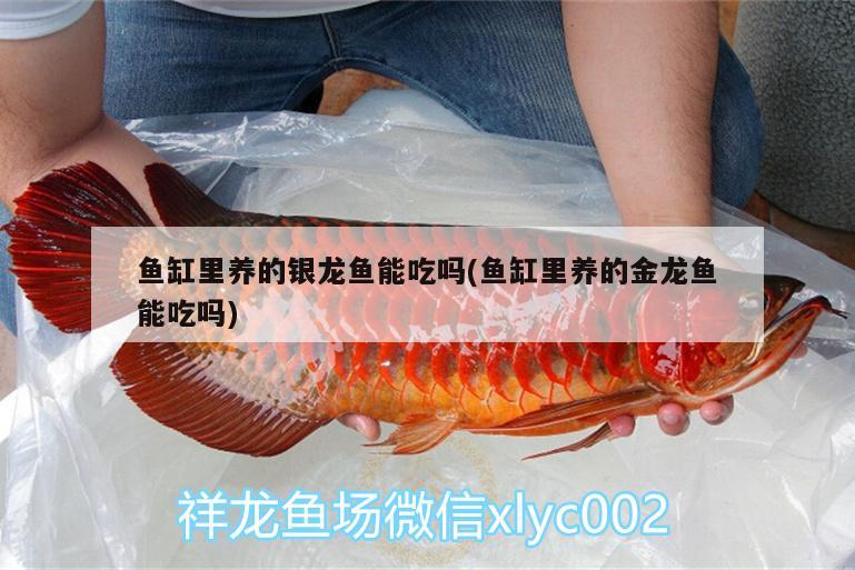 魚缸里養(yǎng)的銀龍魚能吃嗎(魚缸里養(yǎng)的金龍魚能吃嗎)