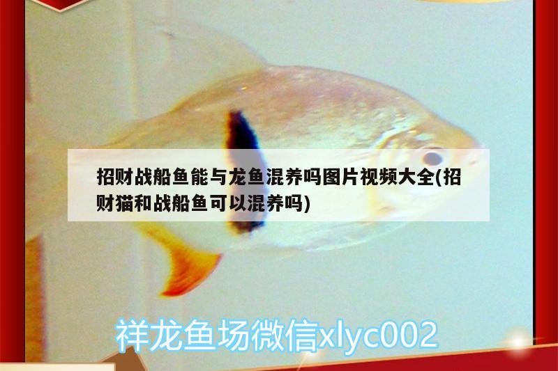 招財(cái)戰(zhàn)船魚能與龍魚混養(yǎng)嗎圖片視頻大全(招財(cái)貓和戰(zhàn)船魚可以混養(yǎng)嗎) 招財(cái)戰(zhàn)船魚