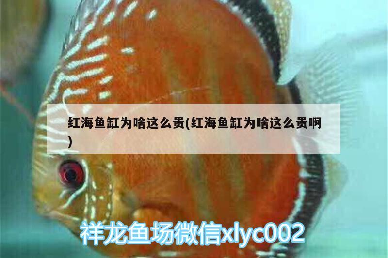 紅海魚缸為啥這么貴(紅海魚缸為啥這么貴啊) 大湖紅龍魚