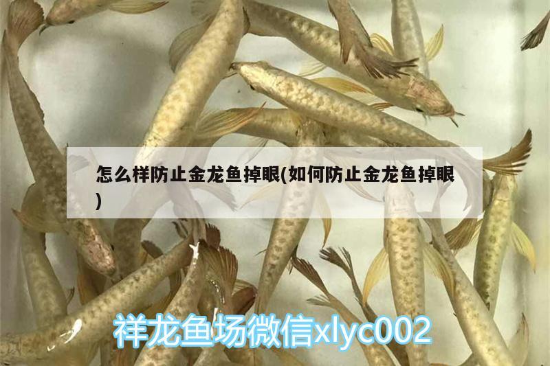 怎么樣防止金龍魚(yú)掉眼(如何防止金龍魚(yú)掉眼)