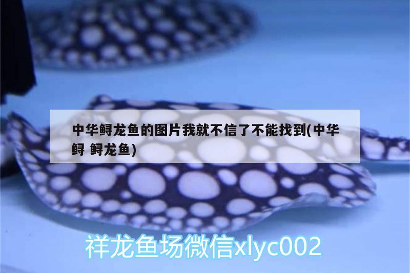 中華鱘龍魚的圖片我就不信了不能找到(中華鱘鱘龍魚)