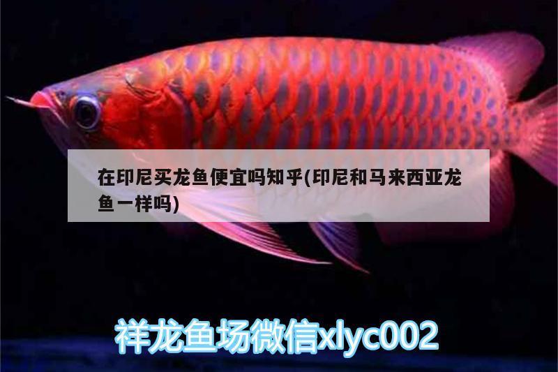 在印尼買龍魚便宜嗎知乎(印尼和馬來西亞龍魚一樣嗎)