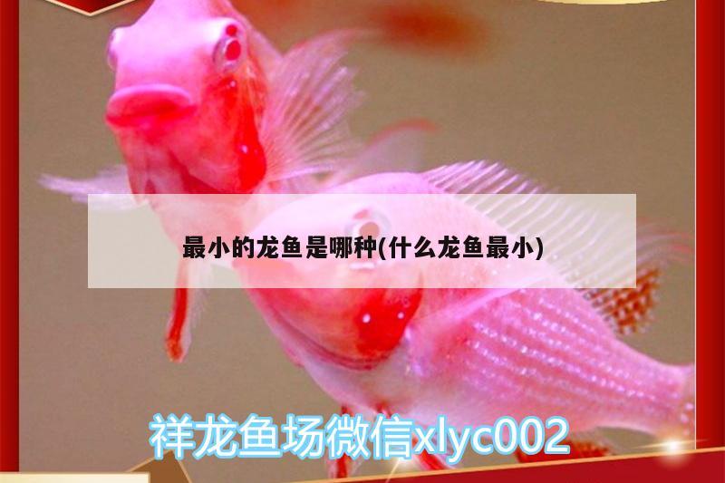 最小的龍魚是哪種(什么龍魚最小)