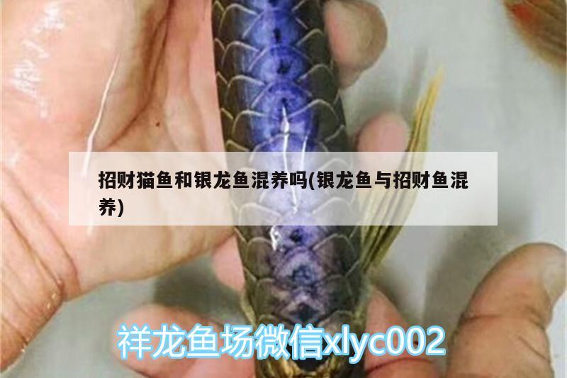 招財貓魚和銀龍魚混養(yǎng)嗎(銀龍魚與招財魚混養(yǎng)) 銀龍魚百科