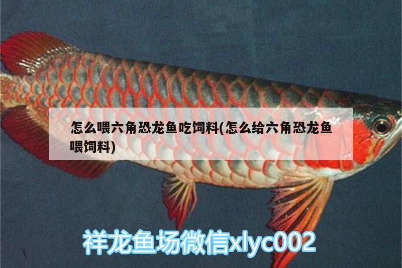 怎么喂六角恐龍魚吃飼料(怎么給六角恐龍魚喂飼料) 祥龍魚場品牌產(chǎn)品