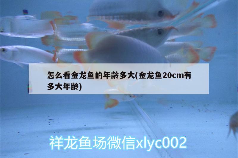 怎么看金龍魚的年齡多大(金龍魚20cm有多大年齡) 南美異型魚