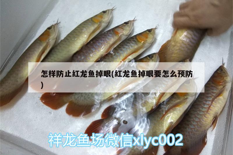 怎樣防止紅龍魚(yú)掉眼(紅龍魚(yú)掉眼要怎么預(yù)防) 金龍魚(yú)糧