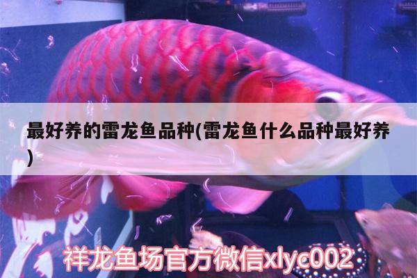 最好養(yǎng)的雷龍魚品種(雷龍魚什么品種最好養(yǎng))