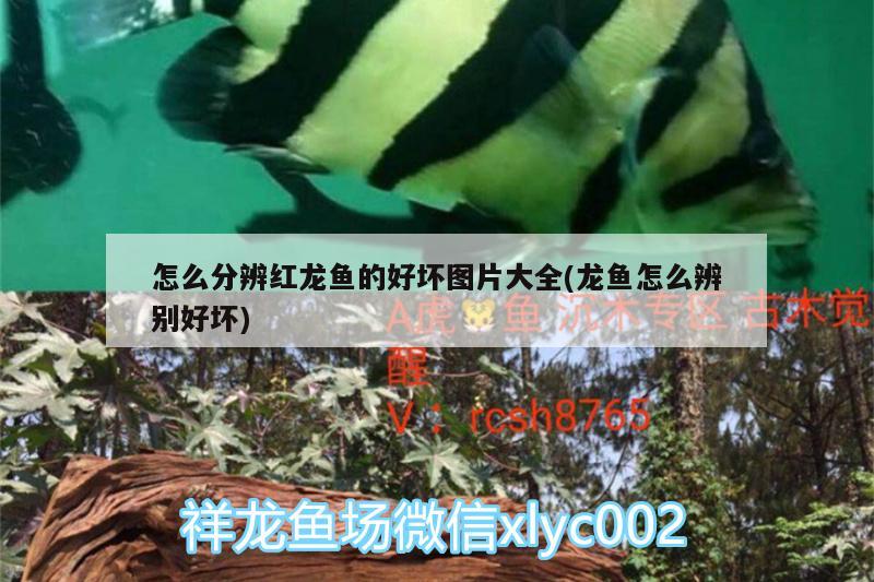 怎么分辨紅龍魚(yú)的好壞圖片大全(龍魚(yú)怎么辨別好壞) 熊貓異形魚(yú)L46