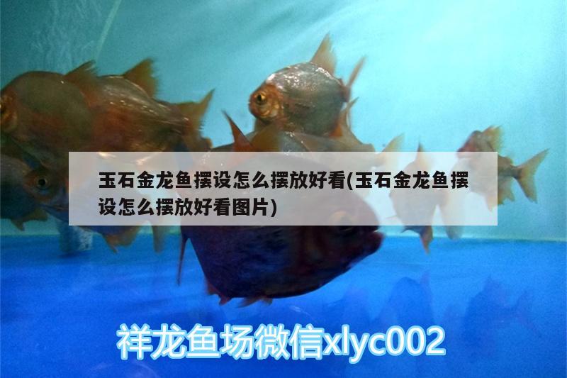 玉石金龍魚擺設(shè)怎么擺放好看(玉石金龍魚擺設(shè)怎么擺放好看圖片) 金頭過背金龍魚