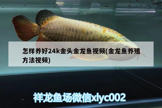 怎樣養(yǎng)好24k金頭金龍魚視頻(金龍魚養(yǎng)殖方法視頻) 圖騰金龍魚