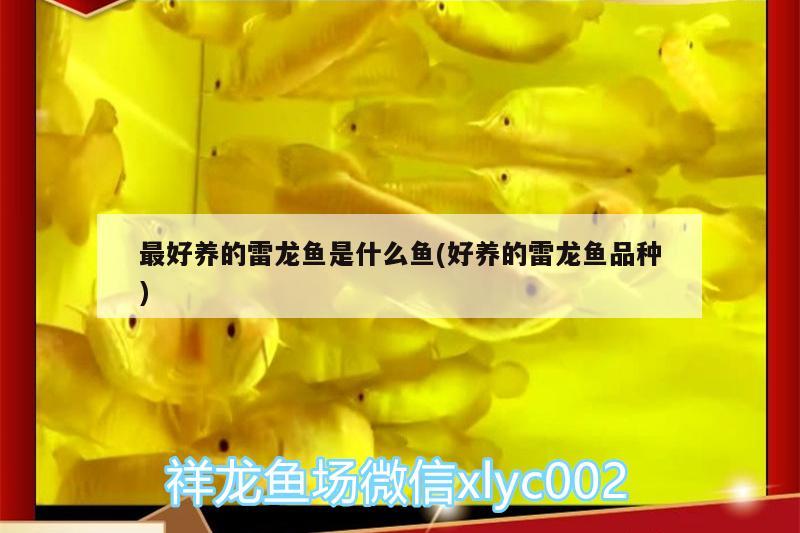 最好養(yǎng)的雷龍魚是什么魚(好養(yǎng)的雷龍魚品種)