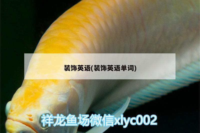 裝飾英語(裝飾英語單詞) 杰西卡恐龍魚