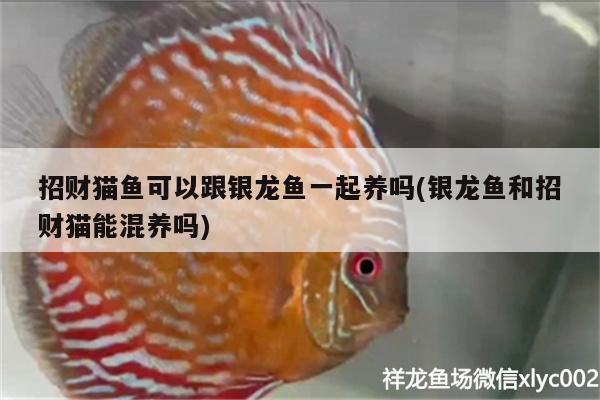 招財貓魚可以跟銀龍魚一起養(yǎng)嗎(銀龍魚和招財貓能混養(yǎng)嗎)