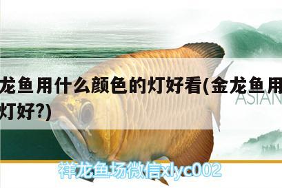 照金龍魚用什么顏色的燈好看(金龍魚用什么色的燈好?) 玫瑰銀版魚